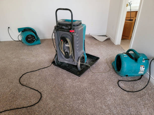 Best Mold removal after water damage  in Ormond By The Sea, FL